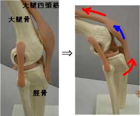 膝蓋骨の動き